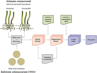 Transcriptomes of Ralstonia solanacearum during Root Colonization of Solanum commersonii